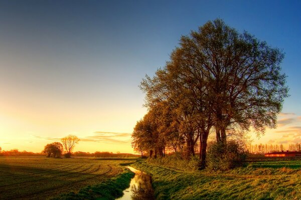 Alberi di mattina presto nel campo