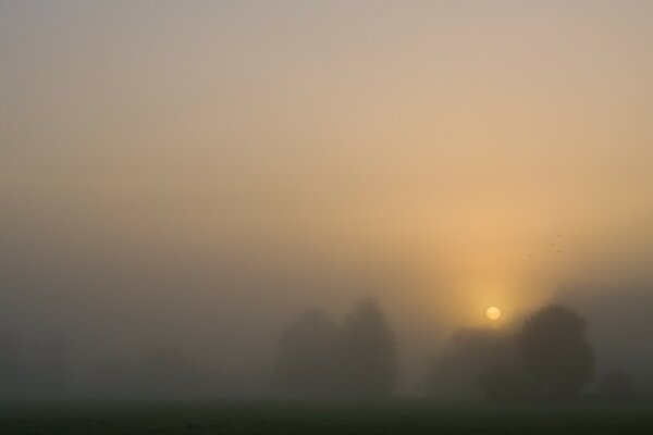 Bäume im Nebel bei Sonnenuntergang