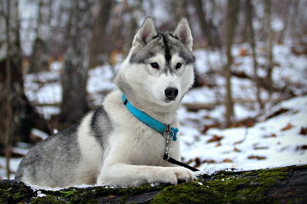 Adult husky in the snow in the forest