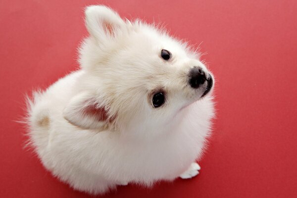 Cute white puppy on a red background