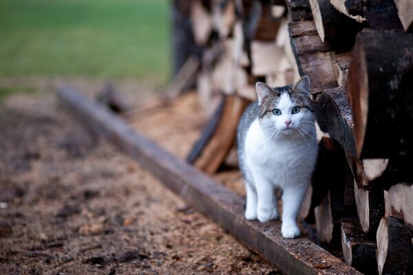 A cat at the logs with a blurry background