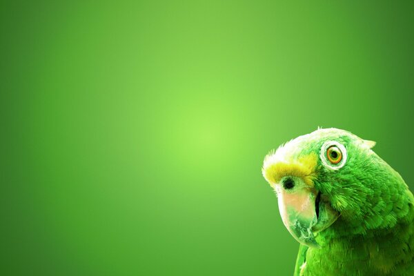 Green parrot on a solid background