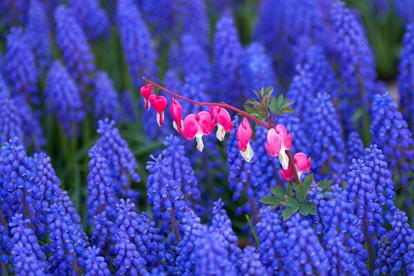 Fiori profumati lilla in un campo