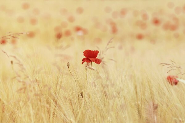 Un coquelicot solitaire parmi un champ d épillets