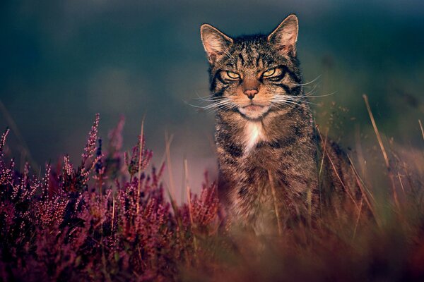 Gatto della foresta su uno sfondo di erba di prato in serata