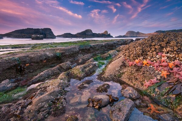 Starfish on the shore after low tide