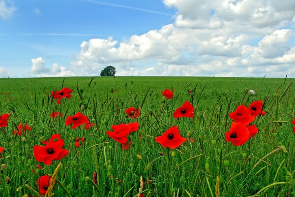 Dream of freedom lying on the field