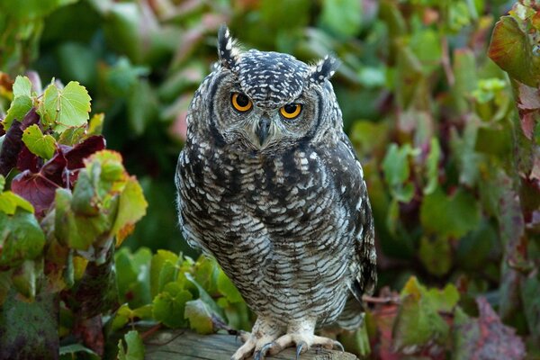 A grey owl is sitting on a log