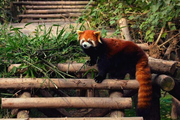 Hermoso Panda rojo en un tronco