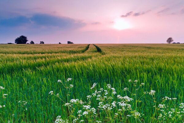 Lilac sky over a green field