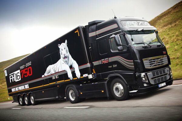 Camion-tracteur Volvo noir, avec un tigre blanc à bord