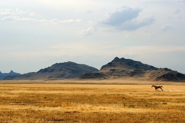 A wild horse in the boundless desert