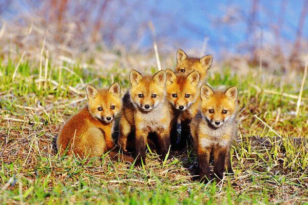 Five cute little foxes are looking at you