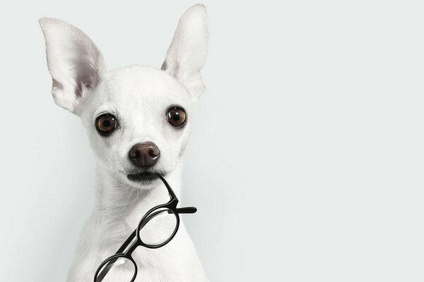 A white dog with glasses in his teeth