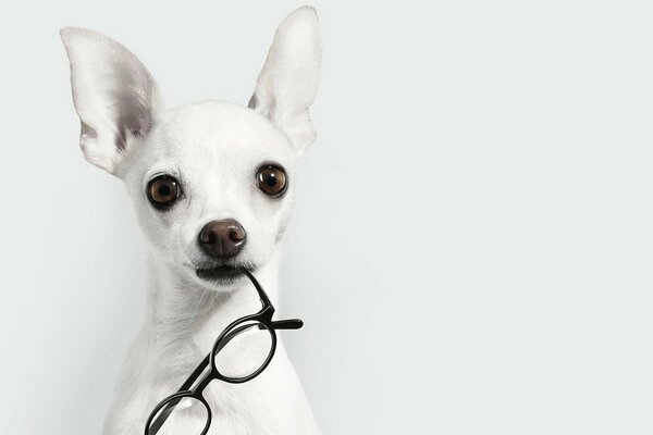 Perrito blanco con gafas en los dientes