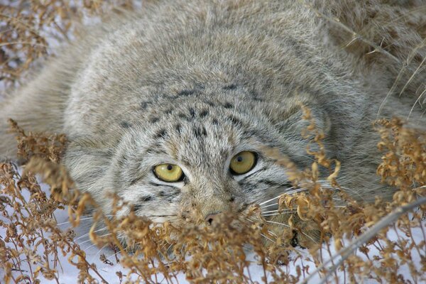 Hermoso manul escondido en la nieve