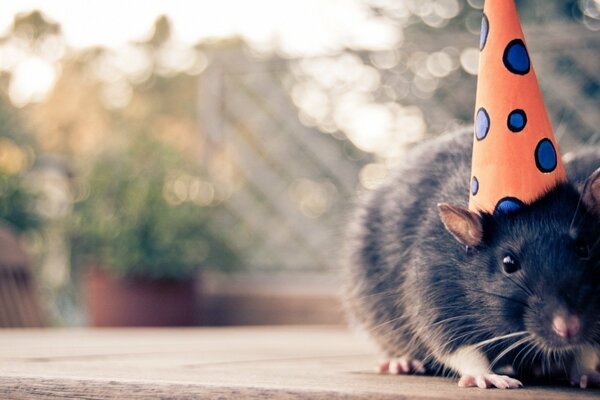 Rat de fête dans un bonnet orange