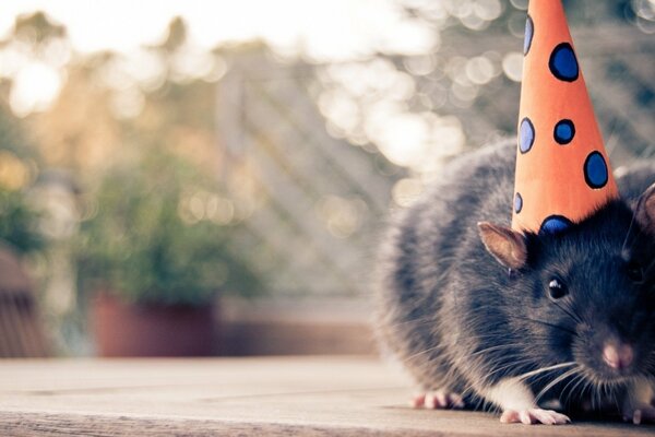 Праздничная крыса в оранжевом колпаке