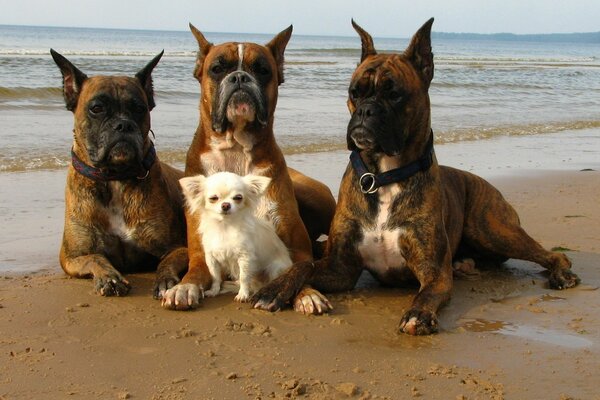 Cuatro perros en un paseo por la playa