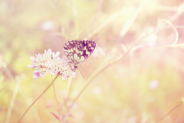 Farfalla di colore delicato su un fiore di campo