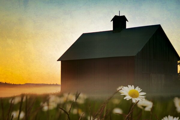 Heavenly house style among daisies