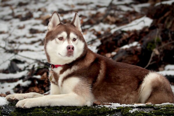 Husky nella foresta invernale