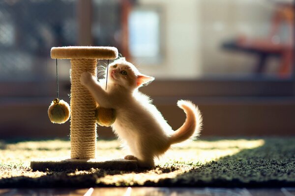 Pequeño gatito jugando con ben torode