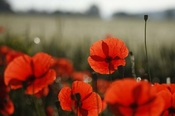 The floral nature of the poppy field