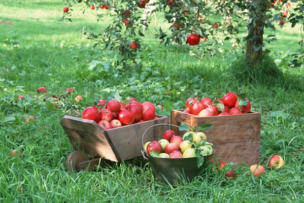 Harvest of red apples in boxes