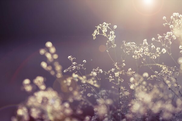 Suchy kwiat na słońcu. Fotografowanie makro