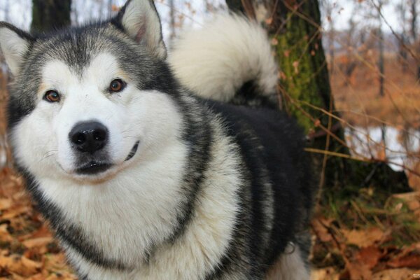 Adult husky close-up in the forest