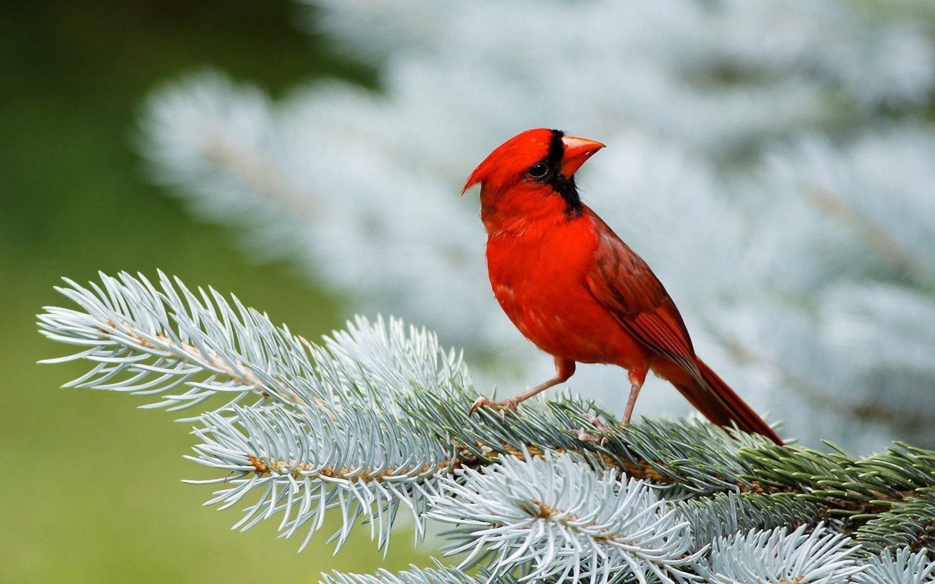 agujas de pino rojo abeto cardenal pájaro