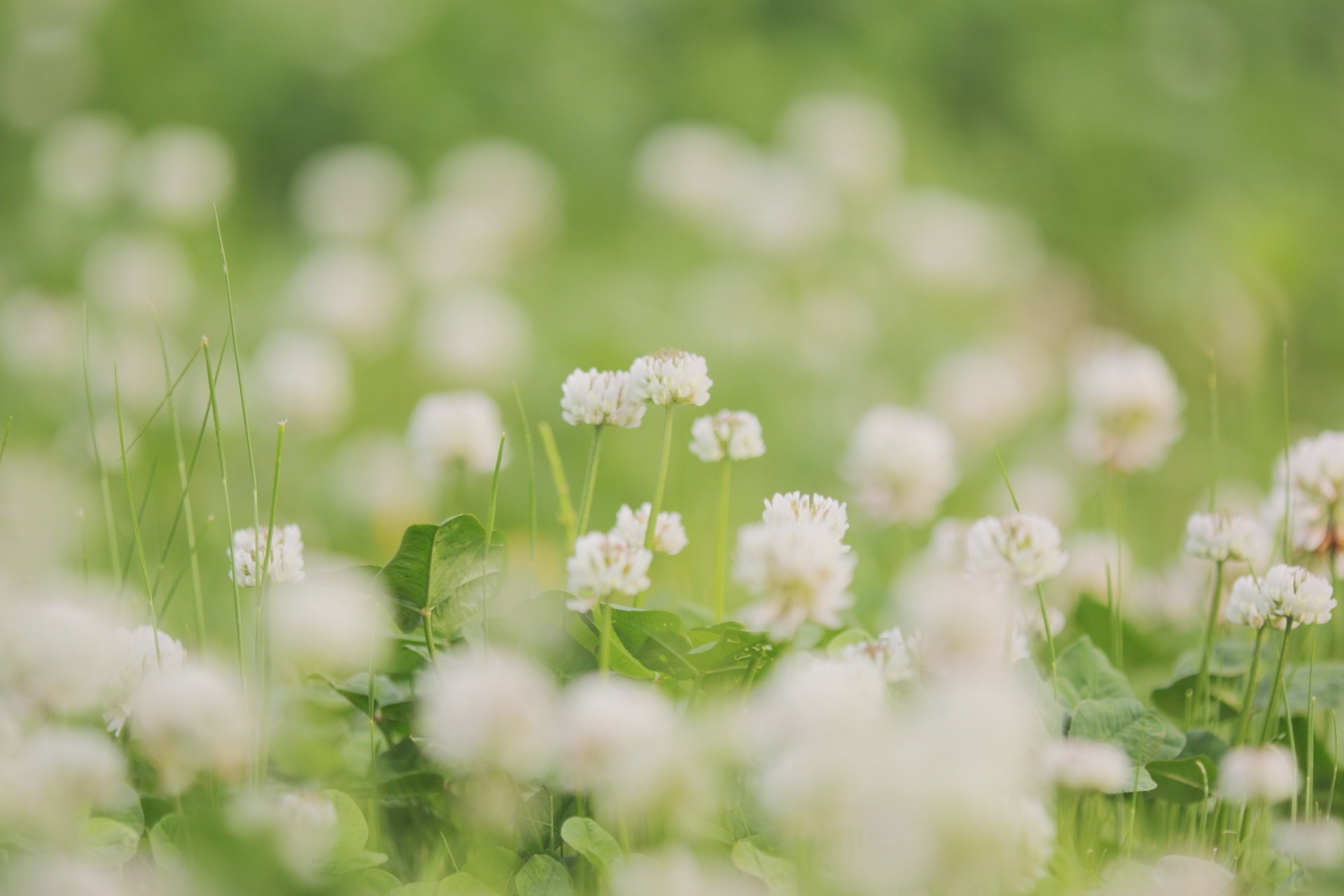 flowers leaves white clover green