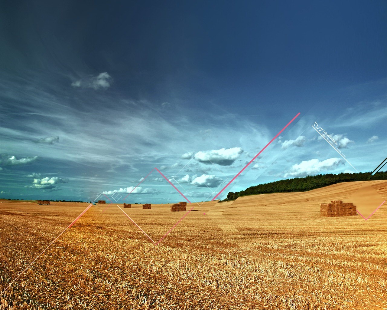 campo raccolto linee