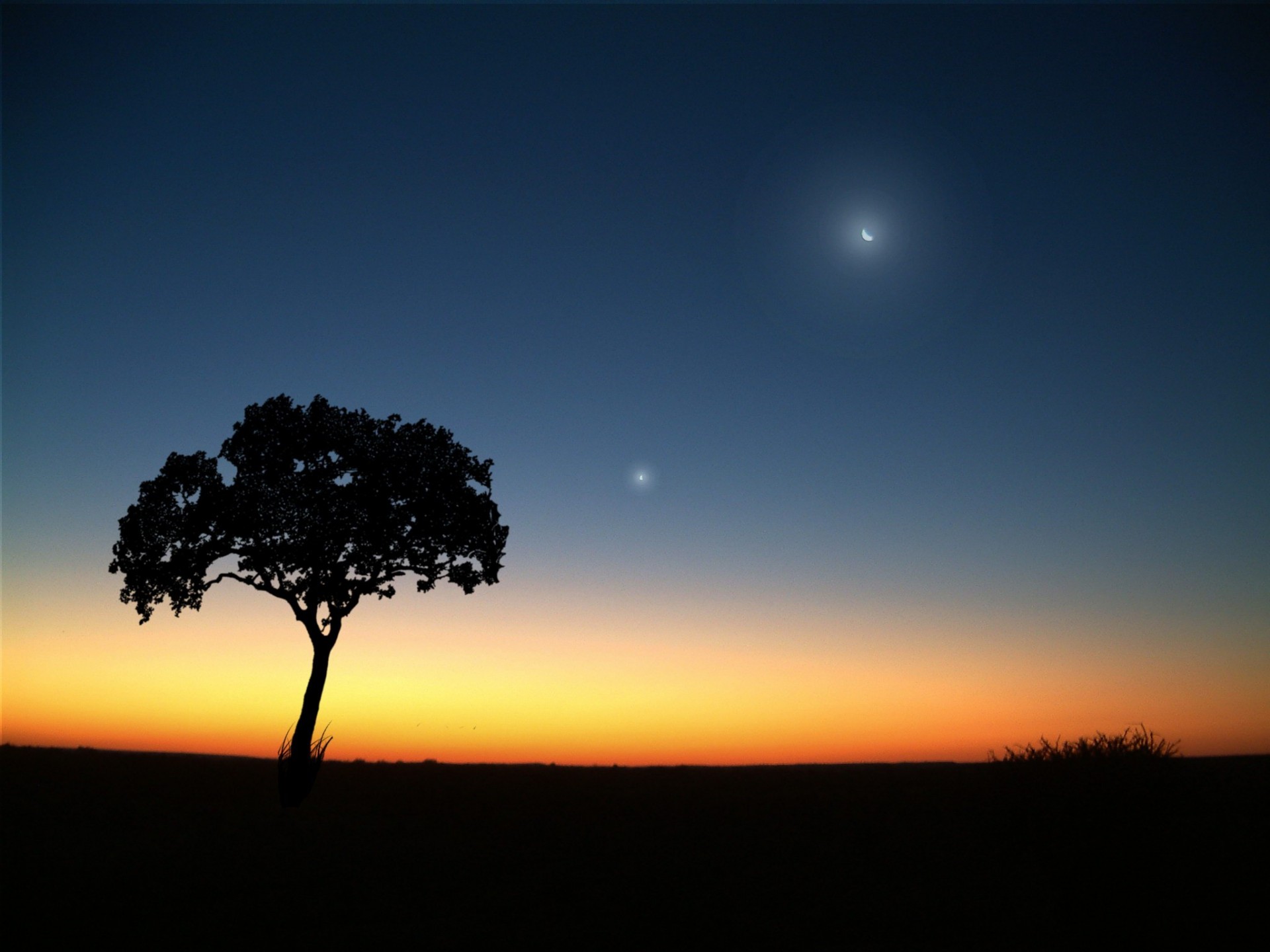 arbre lune soirée