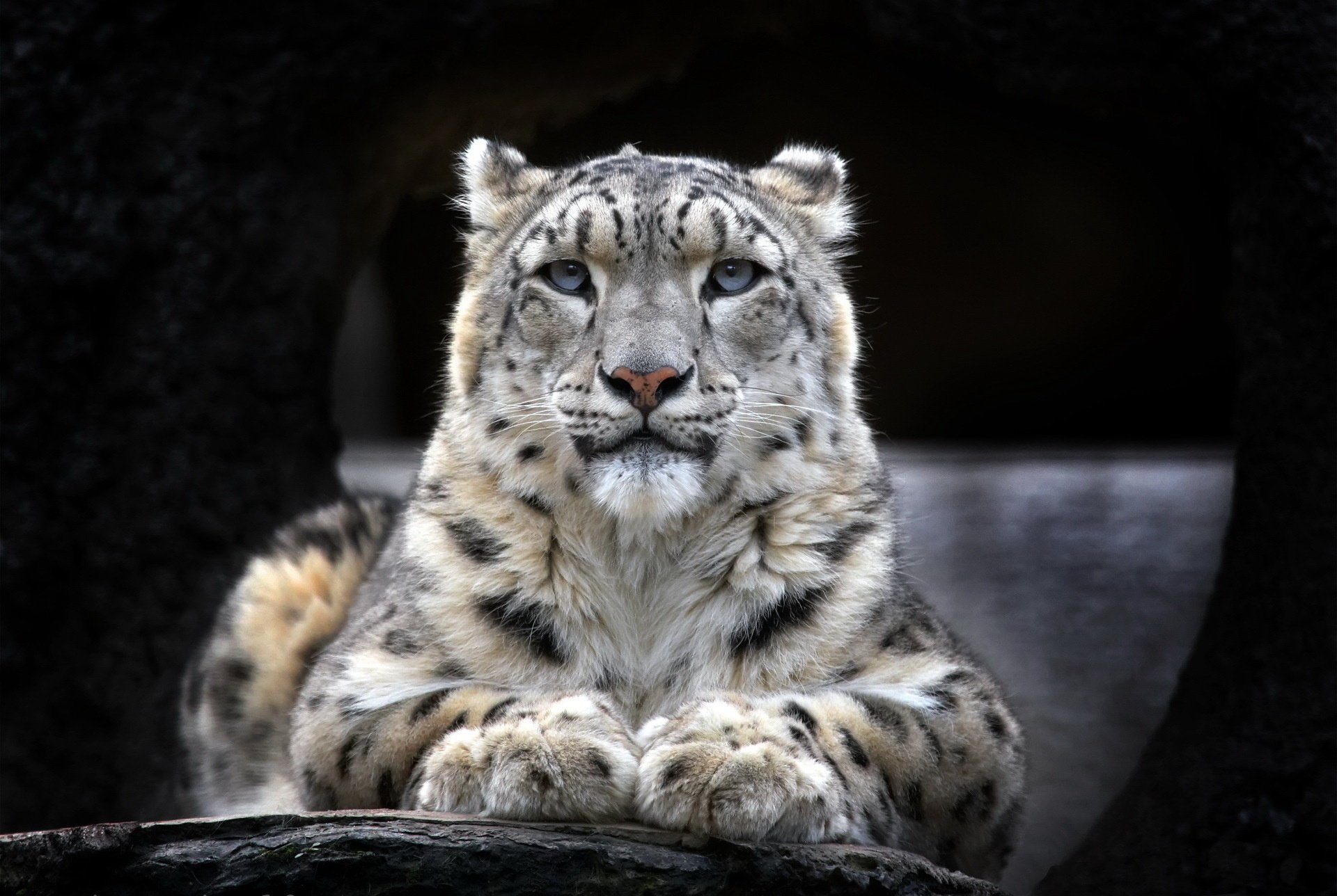 leopardo de las nieves mirada papel pintado irbis