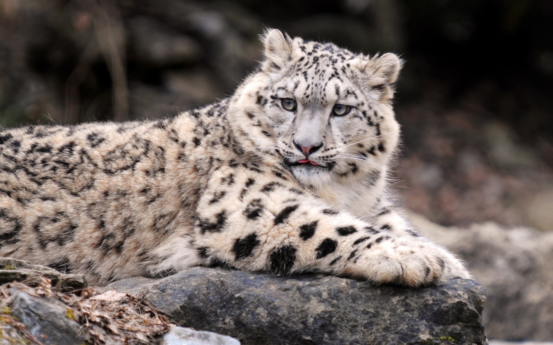 leopardo de las nieves irbis leopardo