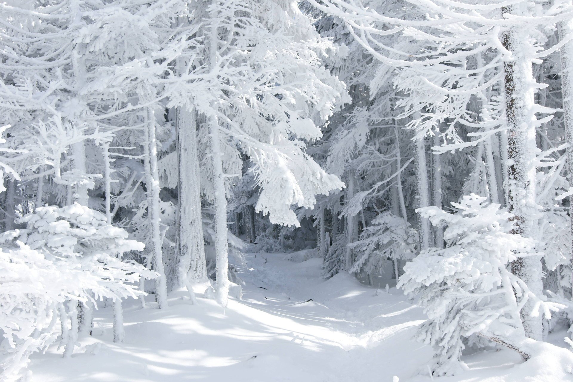 nature winter snow forest tale