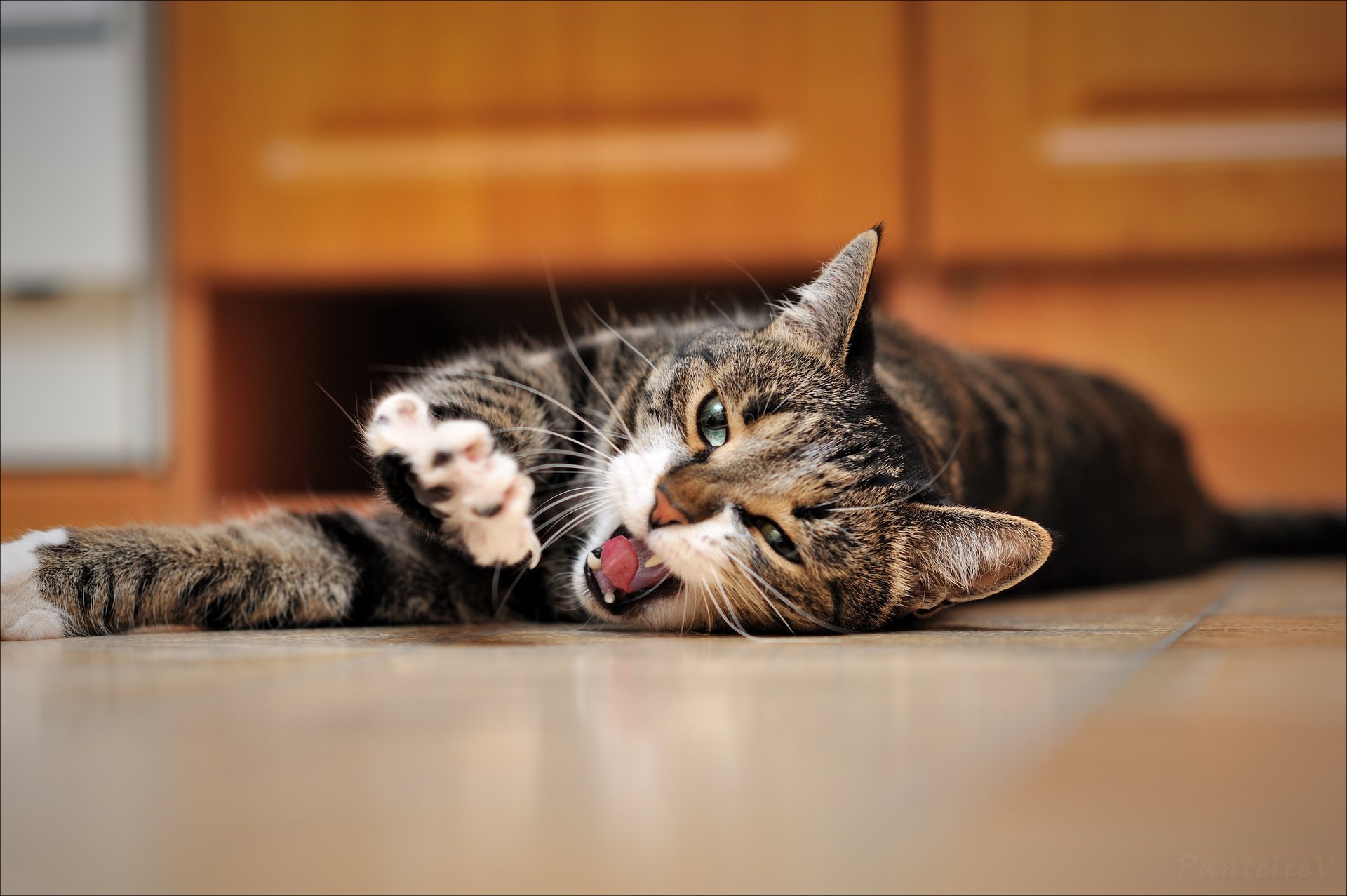 chat bâille se trouve plancher