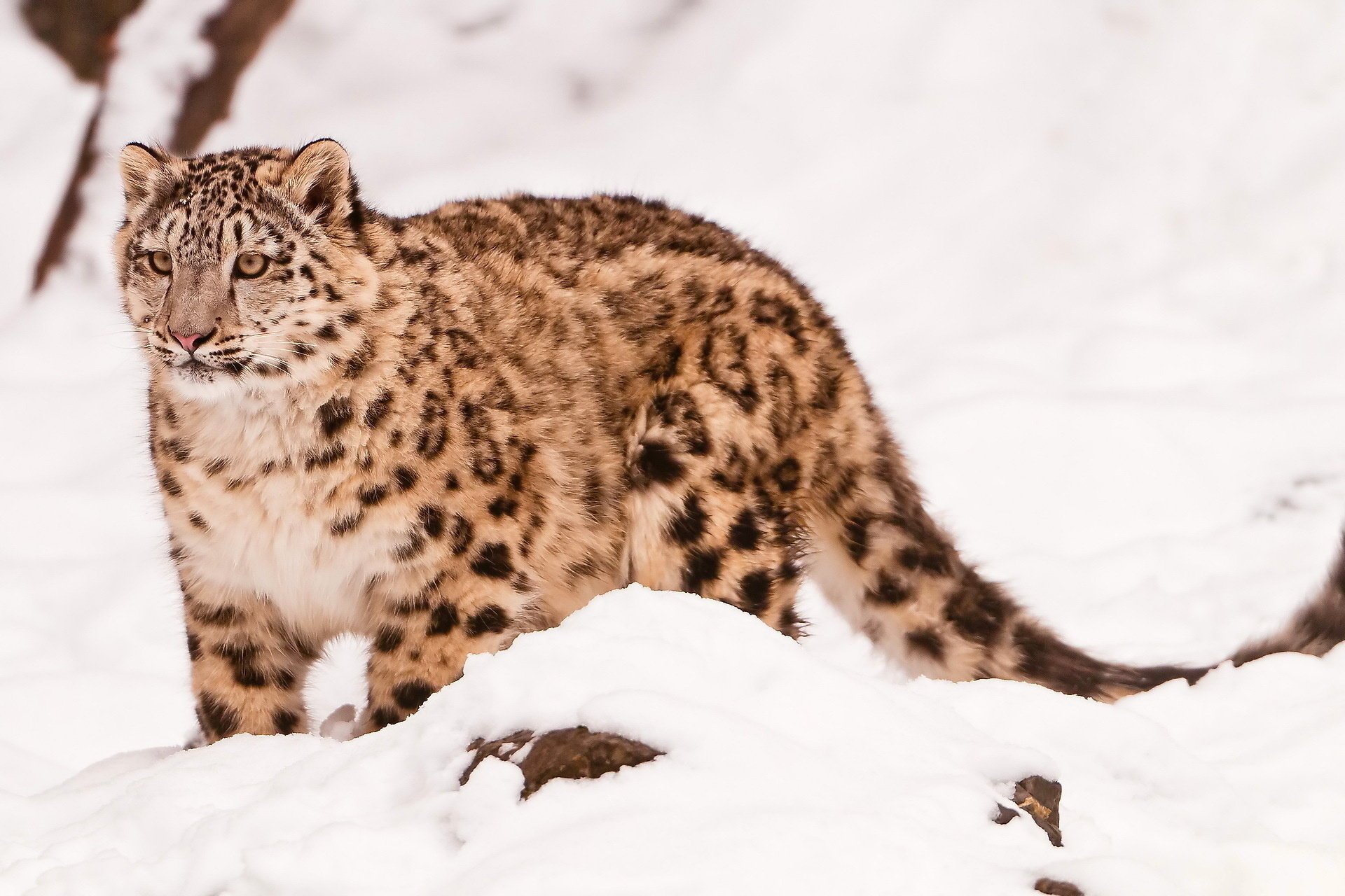 pantera śnieżna snow leopard uncia uncia irbis