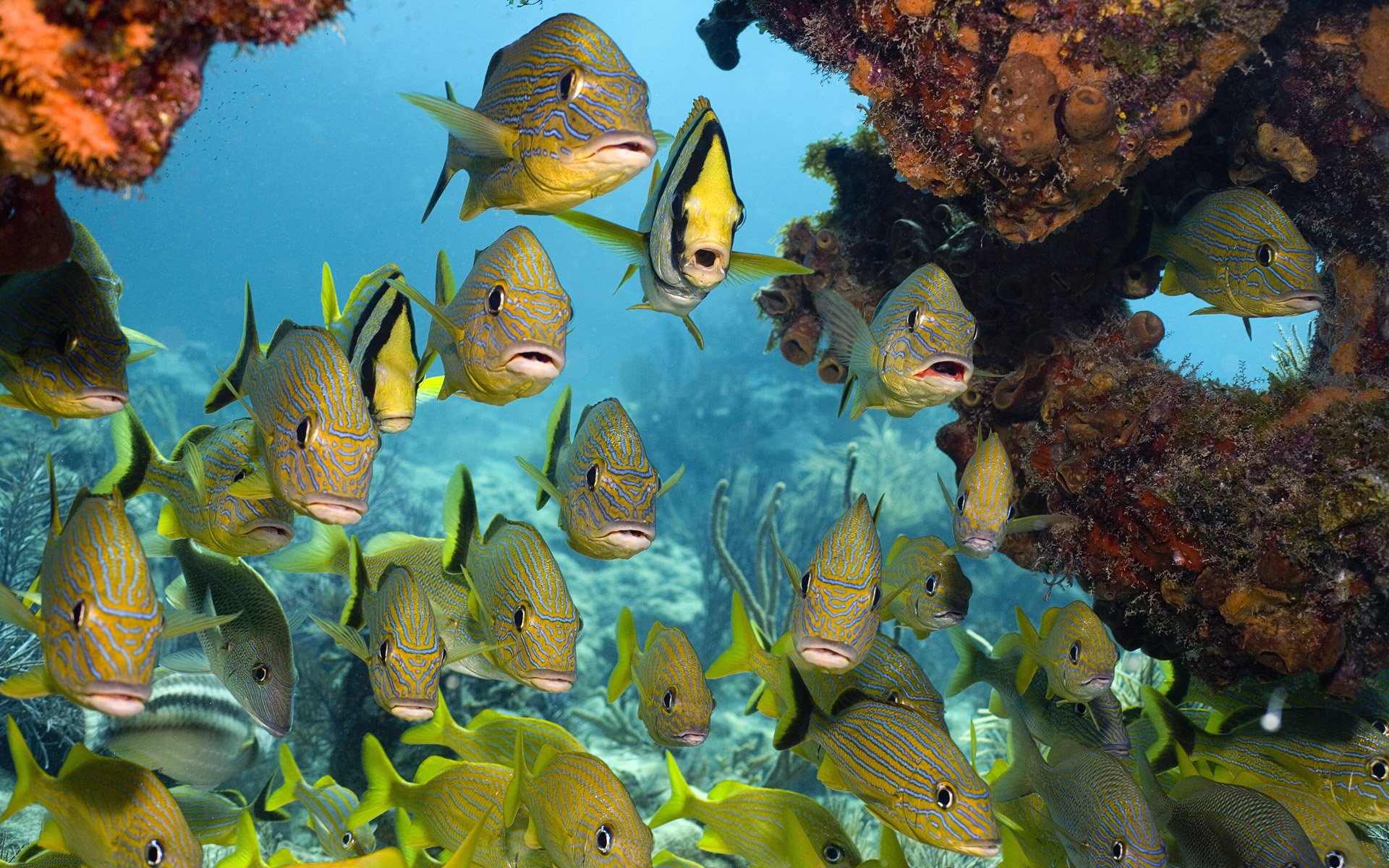 tropical fish underwater world sea fish coral