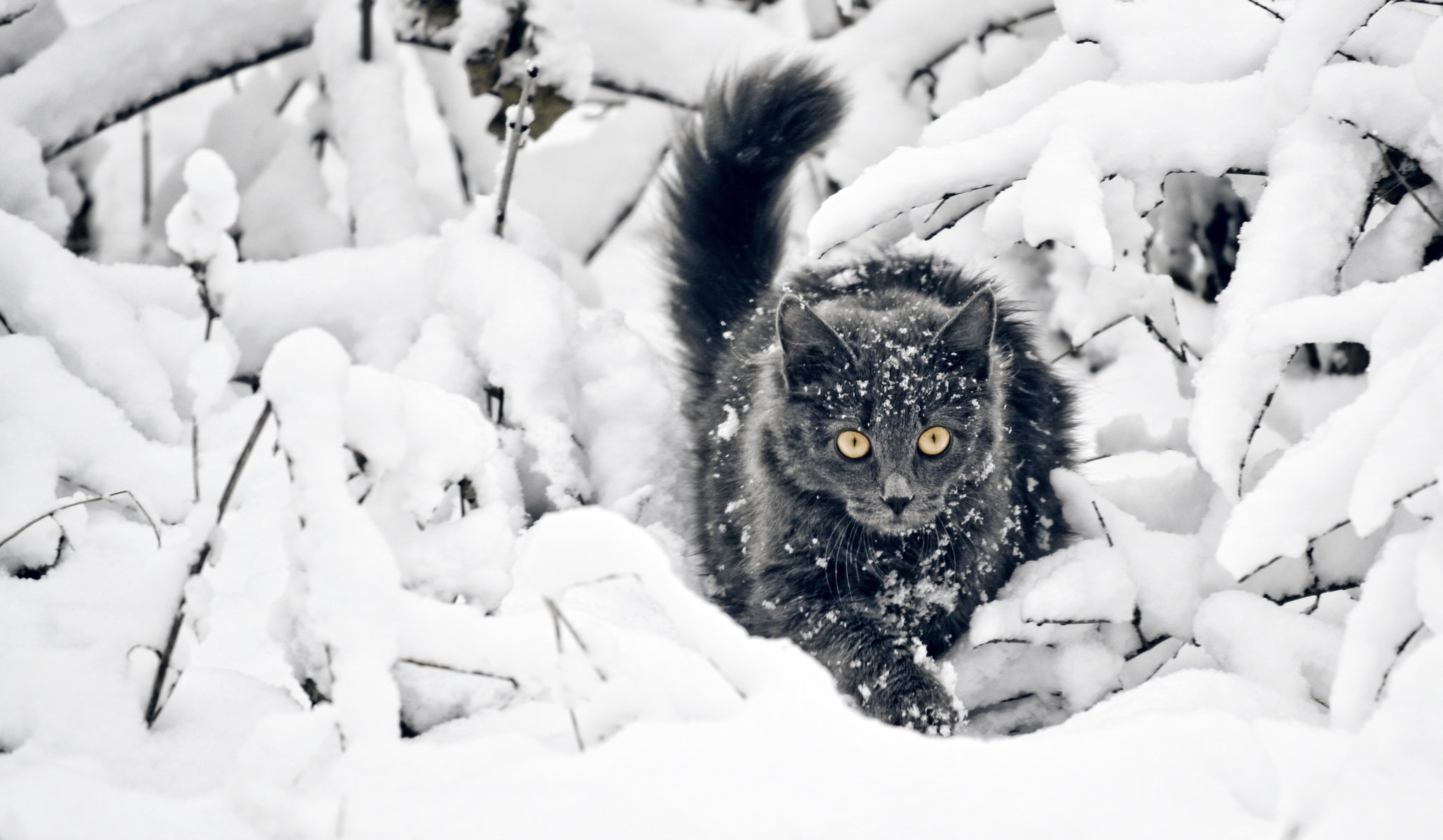 katze schnee winter