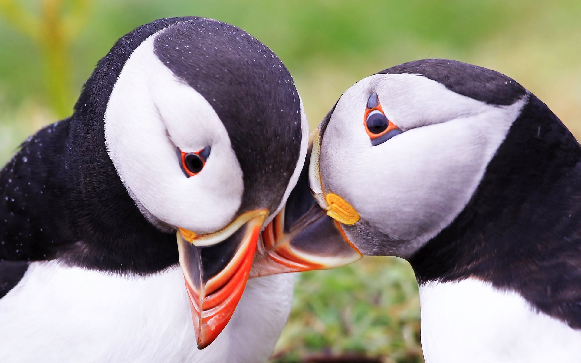 impasse de l atlantique fratercula arctica oiseaux