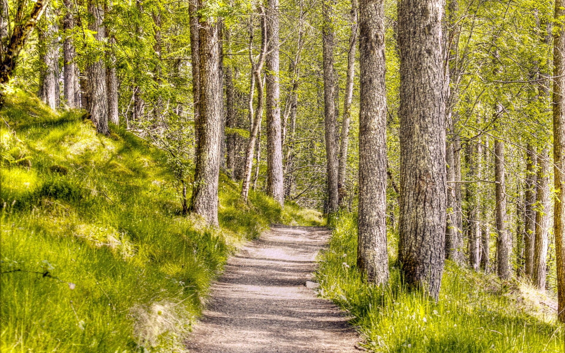 las tekstura natura krajobraz tło