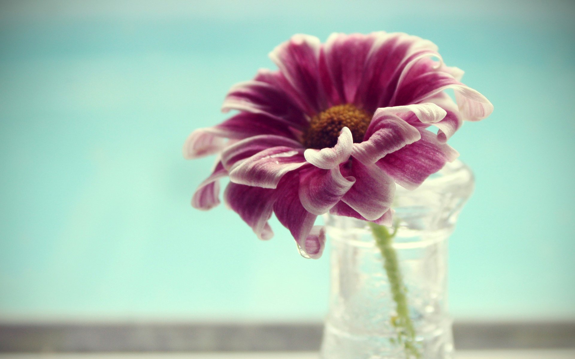 flower vase flower petals macro water vase macro petals water