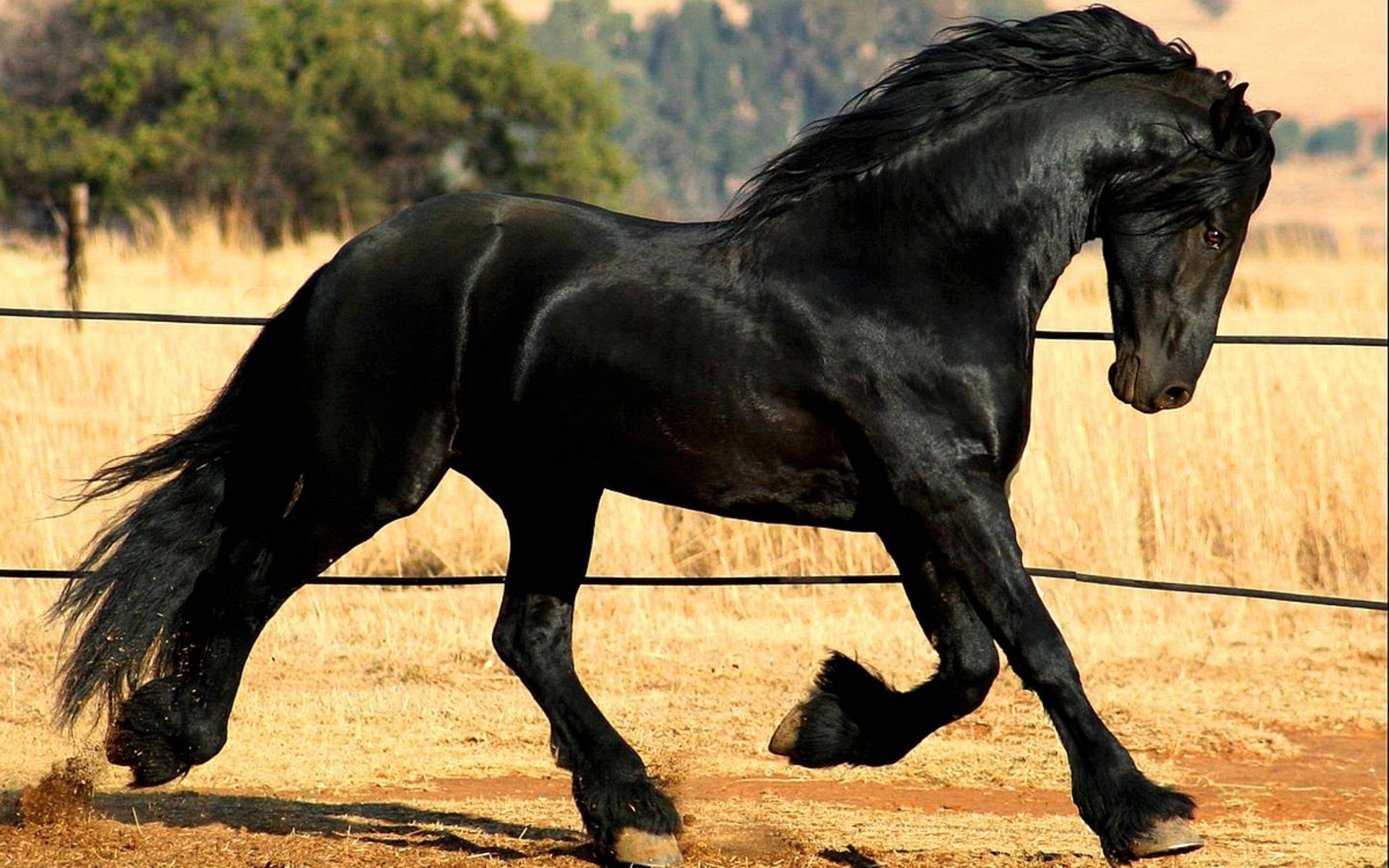 horse frisian assembly breed horse black frieze