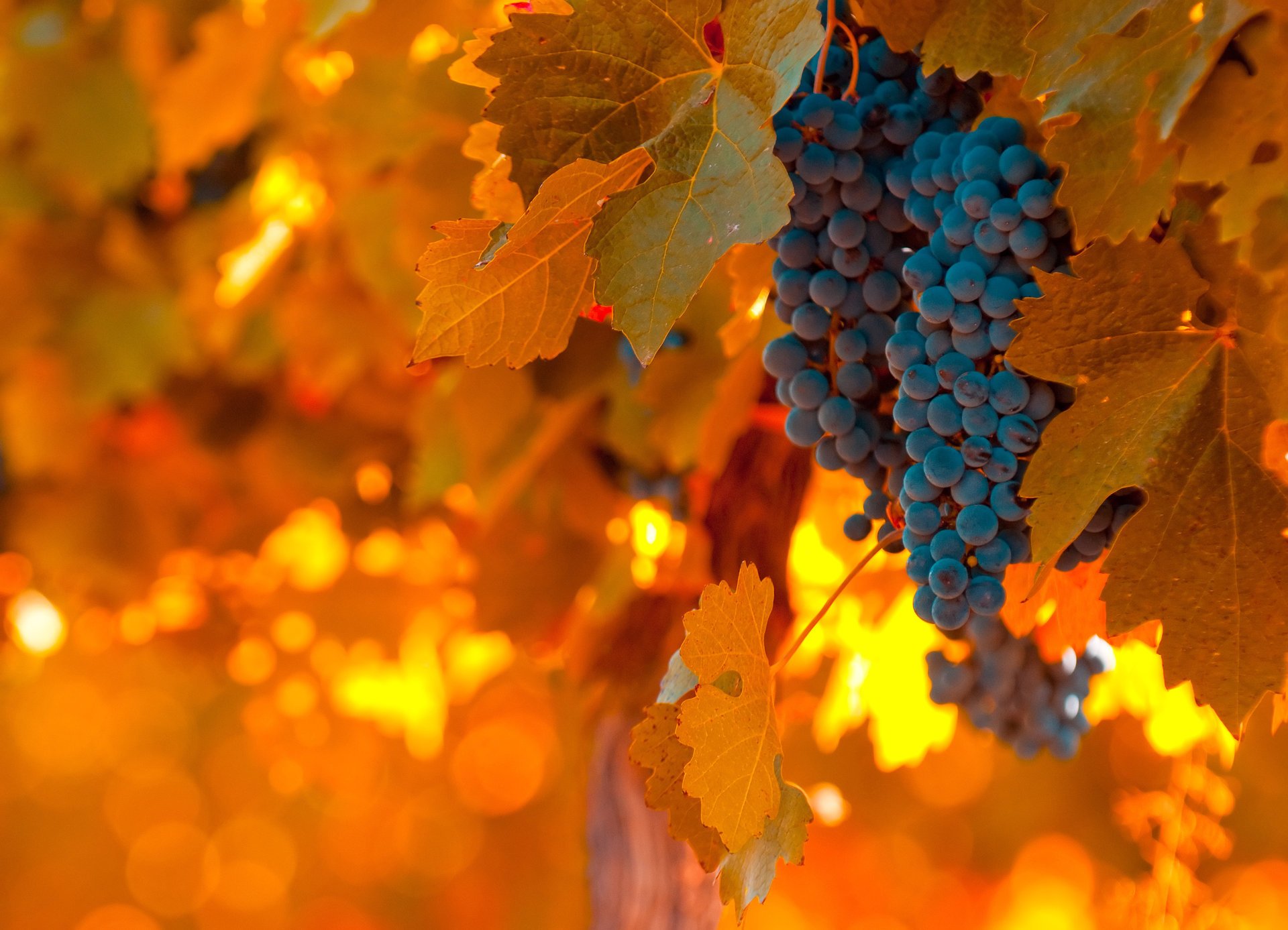 chaud lumière feuillage bleu alimentaire raisin orange