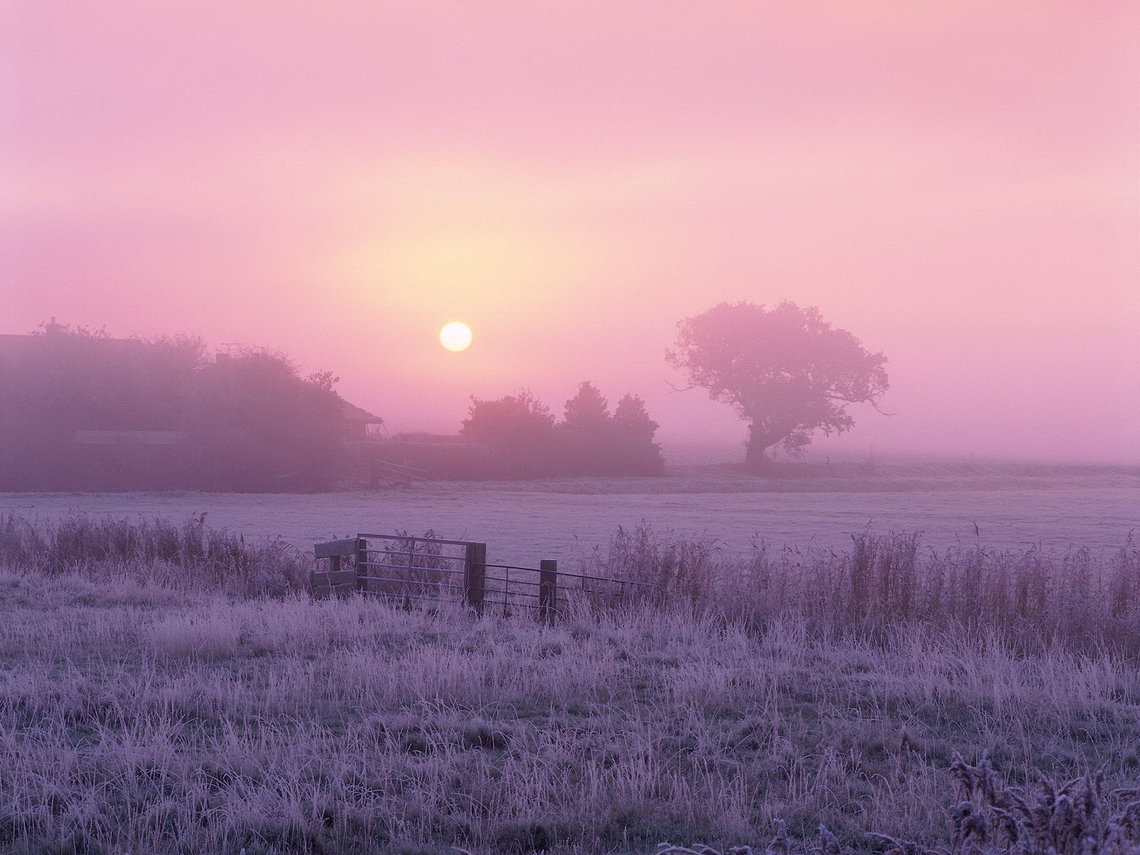 morgen sonne baum frost nebel