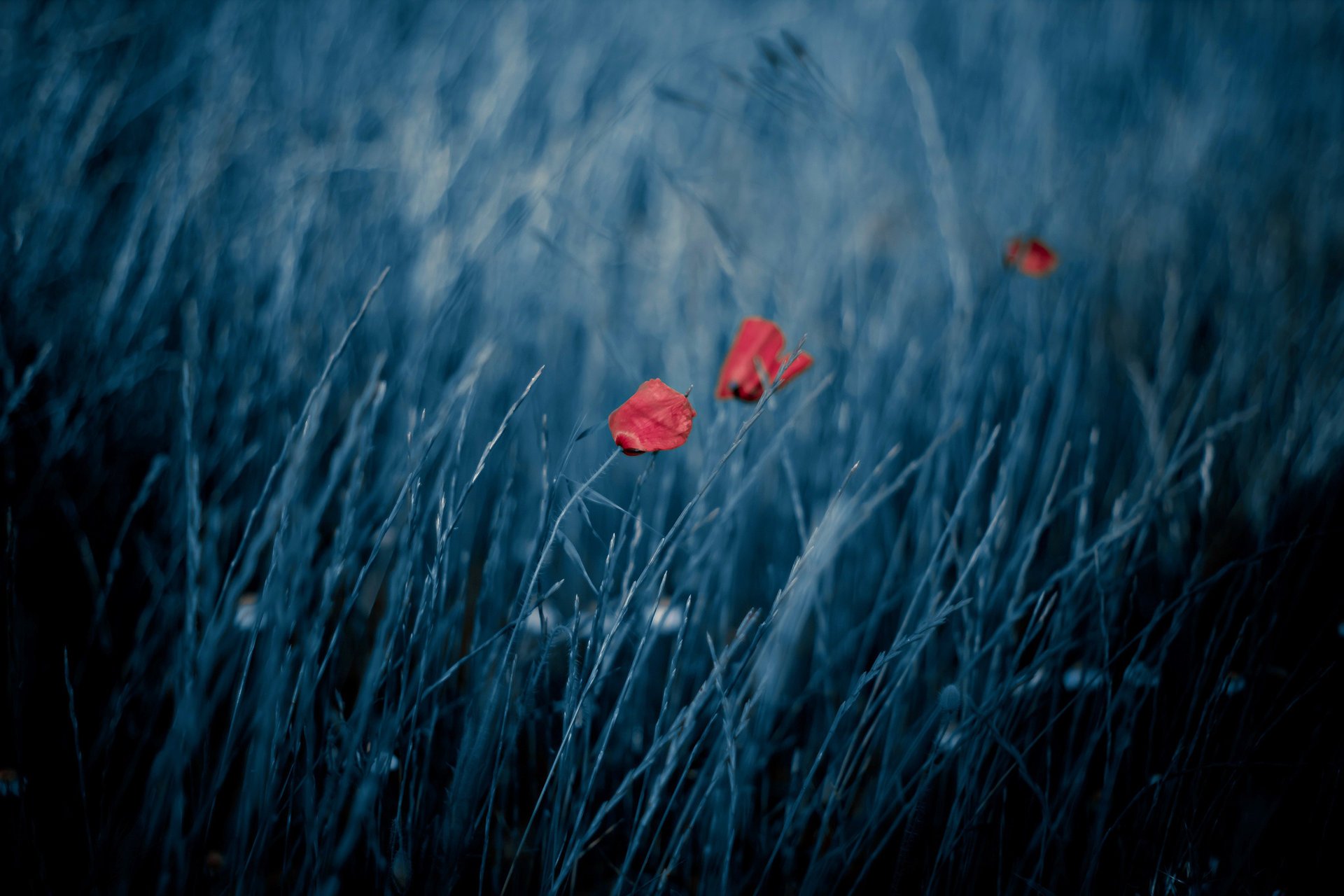 naturaleza amapolas viento bokeh campo