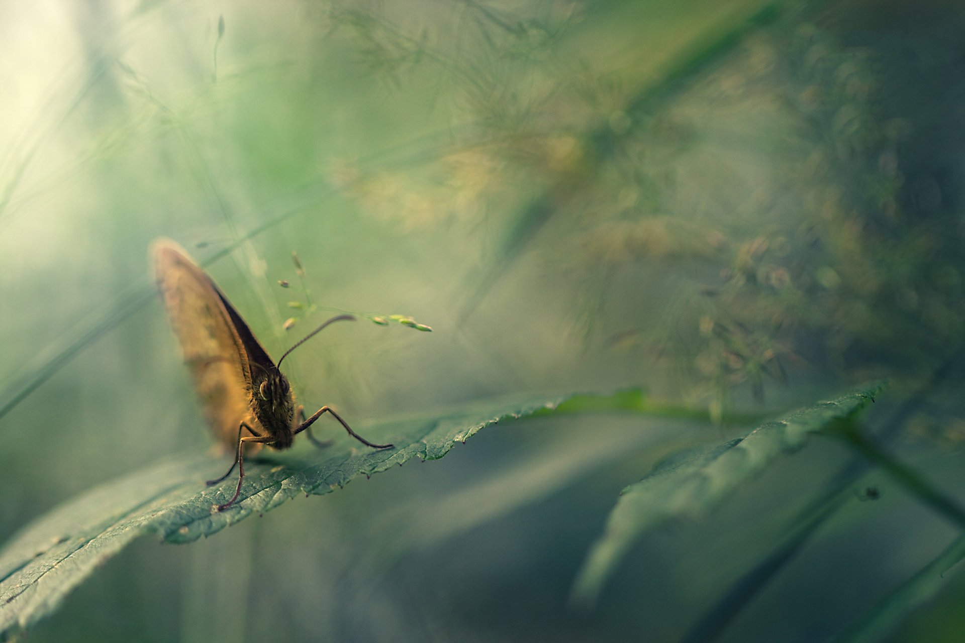 natura liść motyl makro